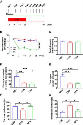 Brain-Derived Neurotrophic Factor Precursor in the Hippocampus Regulates Both Depressive and Anxiety-Like Behaviors in Rats
